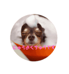 チョコクリスティンスタンプ（個別スタンプ：1）