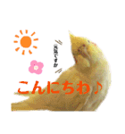 我が家のかわいんこ3（個別スタンプ：2）