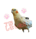 我が家のかわいんこ3（個別スタンプ：8）