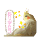 我が家のかわいんこ3（個別スタンプ：10）