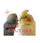 我が家のかわいんこ3（個別スタンプ：11）