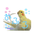 我が家のかわいんこ3（個別スタンプ：12）