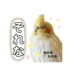 我が家のかわいんこ3（個別スタンプ：16）