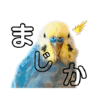 我が家のかわいんこ3（個別スタンプ：18）