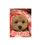 たぬちゃん 2（個別スタンプ：5）