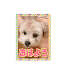 たぬちゃん 2（個別スタンプ：6）