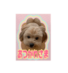 たぬちゃん 2（個別スタンプ：8）