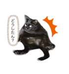 黒猫ななこ（個別スタンプ：1）