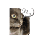 黒猫ななこ（個別スタンプ：5）