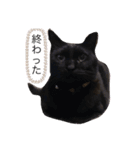 黒猫ななこ（個別スタンプ：6）