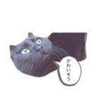 黒猫ななこ（個別スタンプ：8）