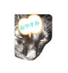 黒猫ななこ（個別スタンプ：9）