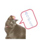 黒猫ななこ（個別スタンプ：11）