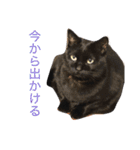 黒猫ななこ（個別スタンプ：14）