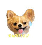 やんちゃなししまるNo2（個別スタンプ：1）