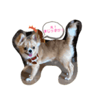 やんちゃなししまるNo2（個別スタンプ：5）