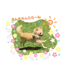 やんちゃなししまるNo2（個別スタンプ：13）