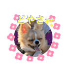 やんちゃなししまるNo2（個別スタンプ：16）