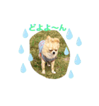 やんちゃなししまるNo2（個別スタンプ：17）