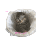 われらのハムと猫（個別スタンプ：2）