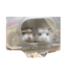 われらのハムと猫（個別スタンプ：3）