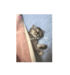 われらのハムと猫（個別スタンプ：4）