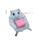 われらのハムと猫（個別スタンプ：6）