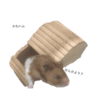われらのハムと猫（個別スタンプ：8）