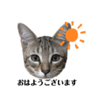 猫のコロン（個別スタンプ：1）