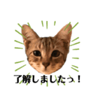 猫のコロン（個別スタンプ：3）