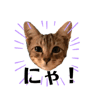 猫のコロン（個別スタンプ：4）