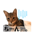 猫のコロン（個別スタンプ：5）
