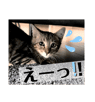 猫のコロン（個別スタンプ：6）