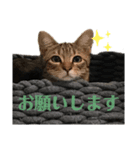 猫のコロン（個別スタンプ：7）