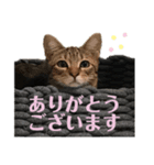猫のコロン（個別スタンプ：8）