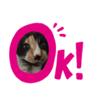 SFamオールスターズ（個別スタンプ：1）