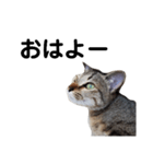 ねこのちくわ あいさつ（個別スタンプ：1）