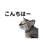 ねこのちくわ あいさつ（個別スタンプ：2）