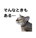 ねこのちくわ あいさつ（個別スタンプ：4）
