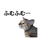 ねこのちくわ あいさつ（個別スタンプ：5）