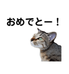ねこのちくわ あいさつ（個別スタンプ：10）