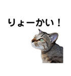 ねこのちくわ あいさつ（個別スタンプ：11）