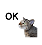 ねこのちくわ あいさつ（個別スタンプ：12）