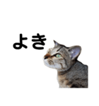 ねこのちくわ あいさつ（個別スタンプ：13）