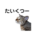 ねこのちくわ あいさつ（個別スタンプ：14）