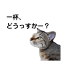 ねこのちくわ あいさつ（個別スタンプ：18）
