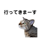 ねこのちくわ あいさつ（個別スタンプ：21）