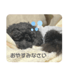 くろぷーとねこ（個別スタンプ：3）