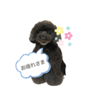 くろぷーとねこ（個別スタンプ：5）