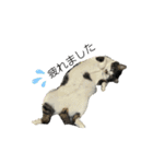 くろぷーとねこ（個別スタンプ：8）